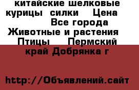 китайские шелковые курицы (силки) › Цена ­ 2 500 - Все города Животные и растения » Птицы   . Пермский край,Добрянка г.